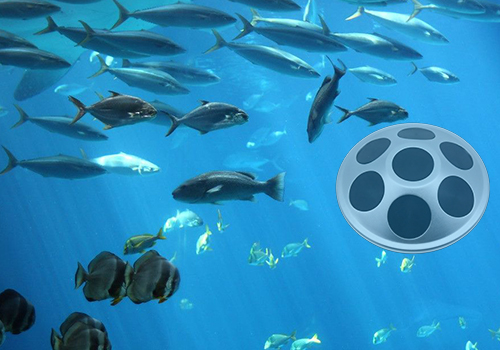 網(wǎng)箱點(diǎn)魚(yú)器 網(wǎng)箱點(diǎn)魚(yú)器